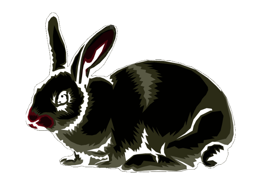 Rabbit